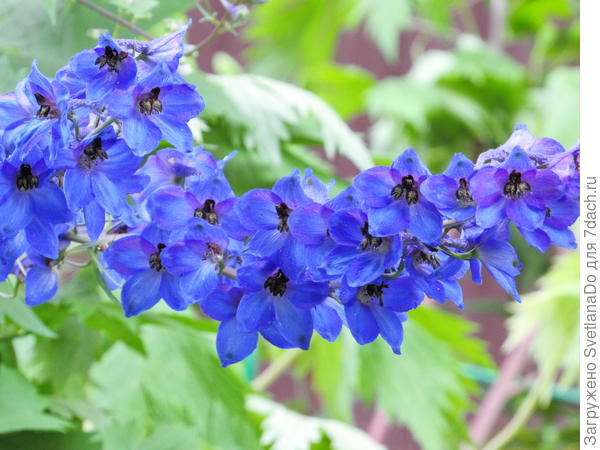 дельфиниум