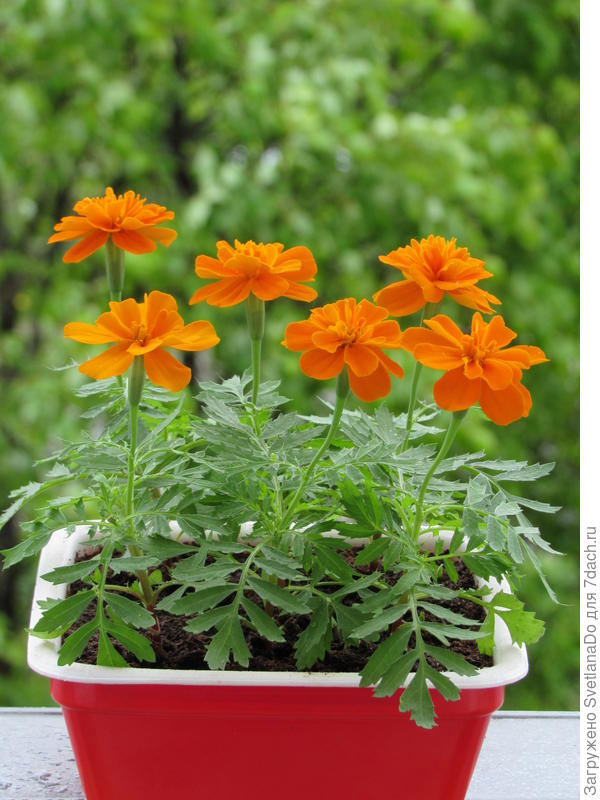 Вот,в месячном возрасте зацвели уже