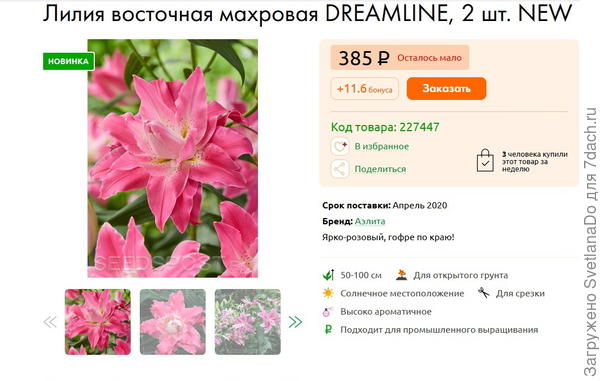 восточная махровая Drimlain