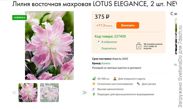 LOTUS ELEGANCE