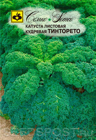 Тинторето
