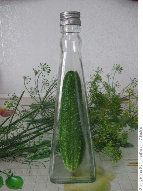 подготовка к огуречной.Главное,чтобы огурчик &quot;сидел&quot;!