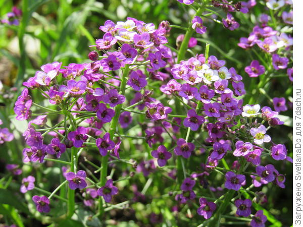 фото от сентября