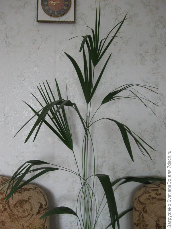 Вот тут ей около 20 лет,а видишь,если бы не подвязывала,то листья просто бы развалились и сломались.Это 2009 год