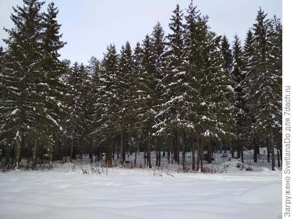 в лесу снег лежит