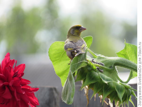 достает и складывает
