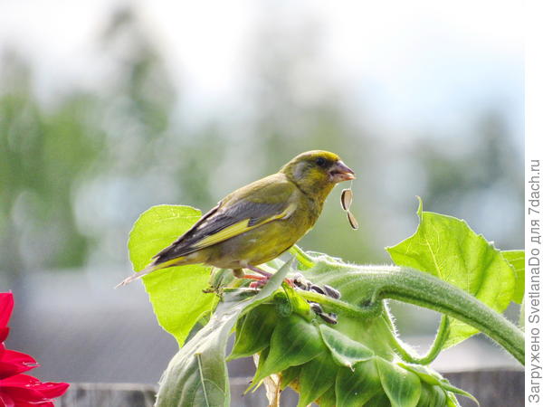 а тут уже на &quot;столе&quot; обедает