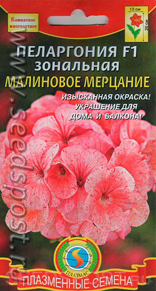 Пеларгония Малиновое мерцание