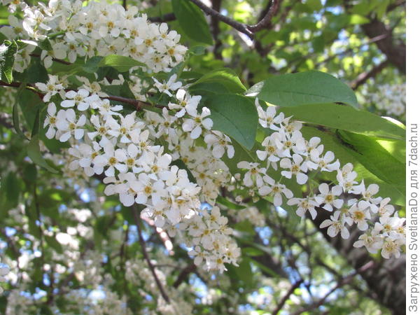 черемуха