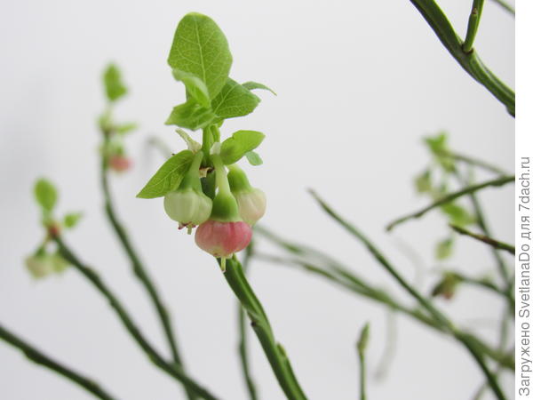 черника зацвела на подоконнике