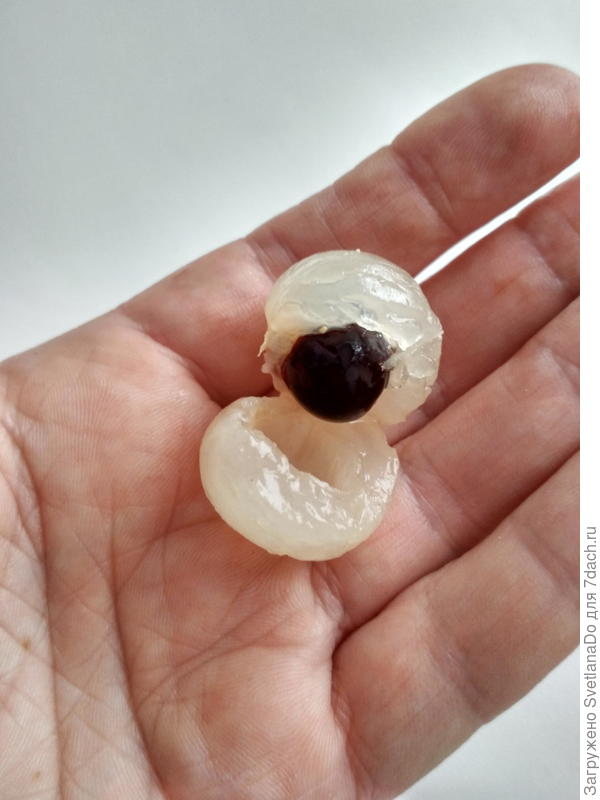 лонган(драконий глаз)