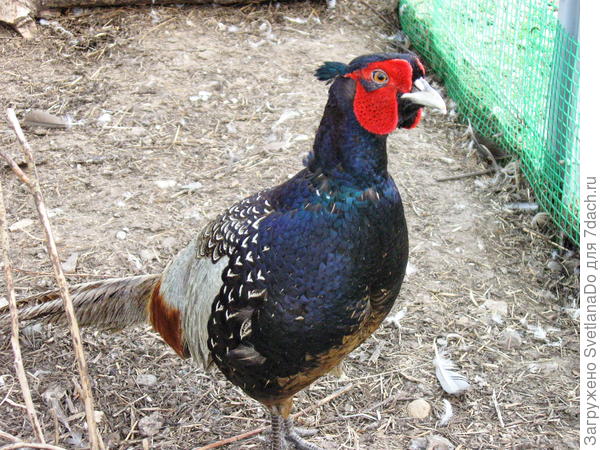 этот тоже с Кроностар красавец