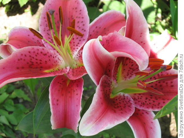 Это она же,только насыщенней уже ,в горшке не хватало питания,видимо.