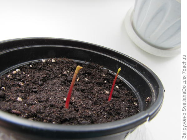 вот так всходили оба вида