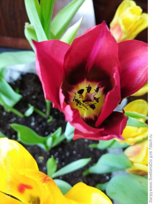 Мартовское цветение.Зимовали в подвале,зима была очень теплая.