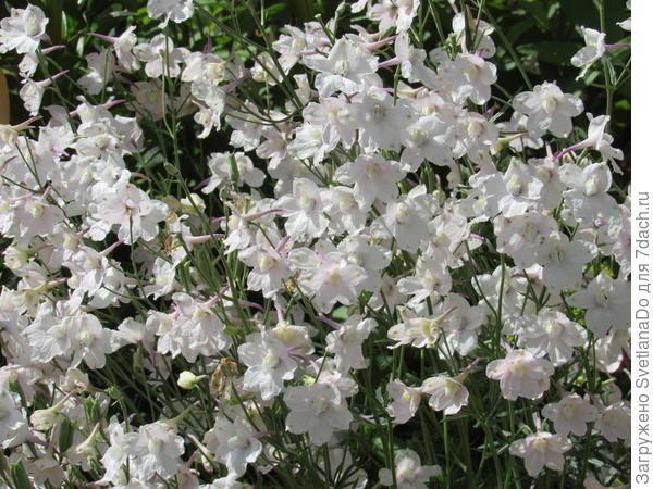 Танюш,вот поближе!