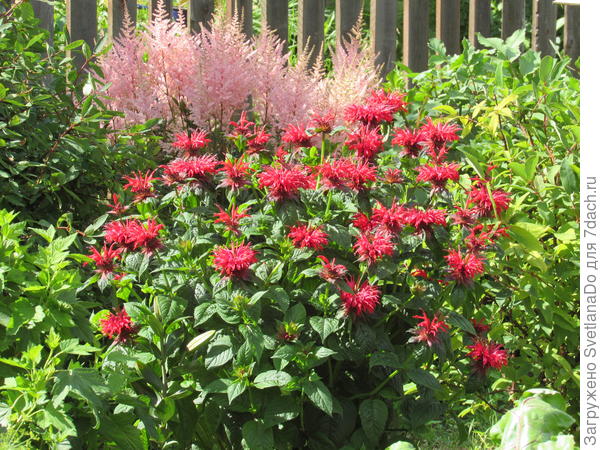 Вот эта первый год растет,посадила с осени.