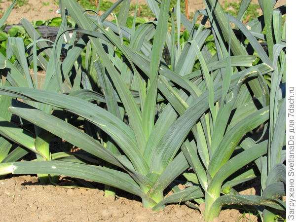 это месяц назад