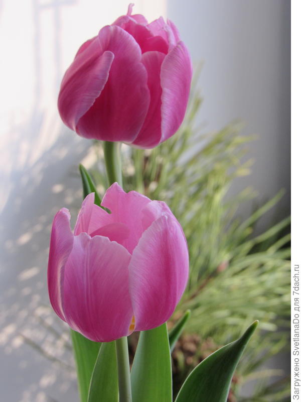 цветение в январе 2020