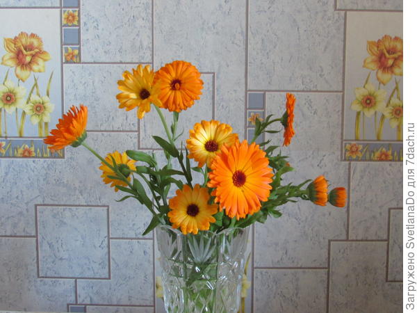 Калндула и в букете хороша!