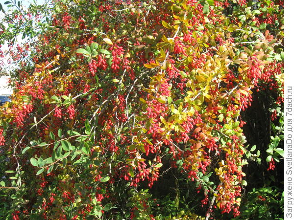 Ну красота же!