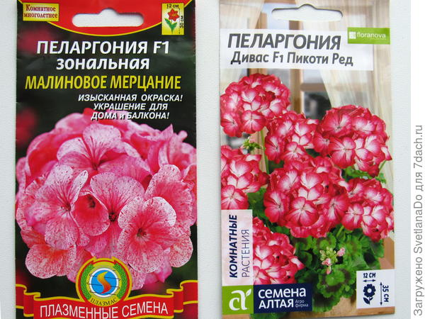 малиновое мерцание