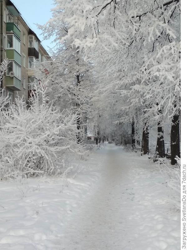 а это аллейка перед домом(теперь тоже половина деревьев осталась)