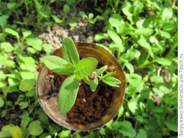 по совету Владимира  укоренившийся черенок