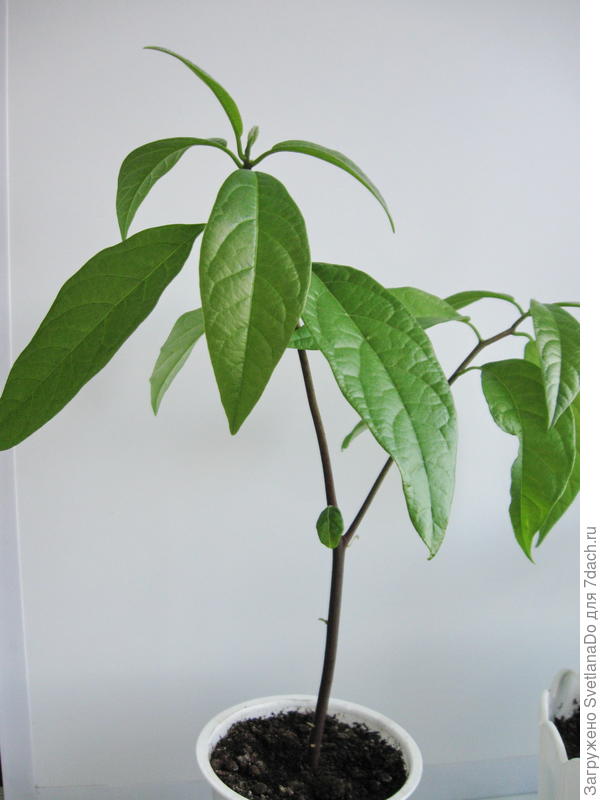 Таким отдала