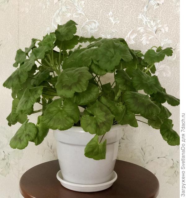 Вот такой кустик сейчас, он уже в бутонах!