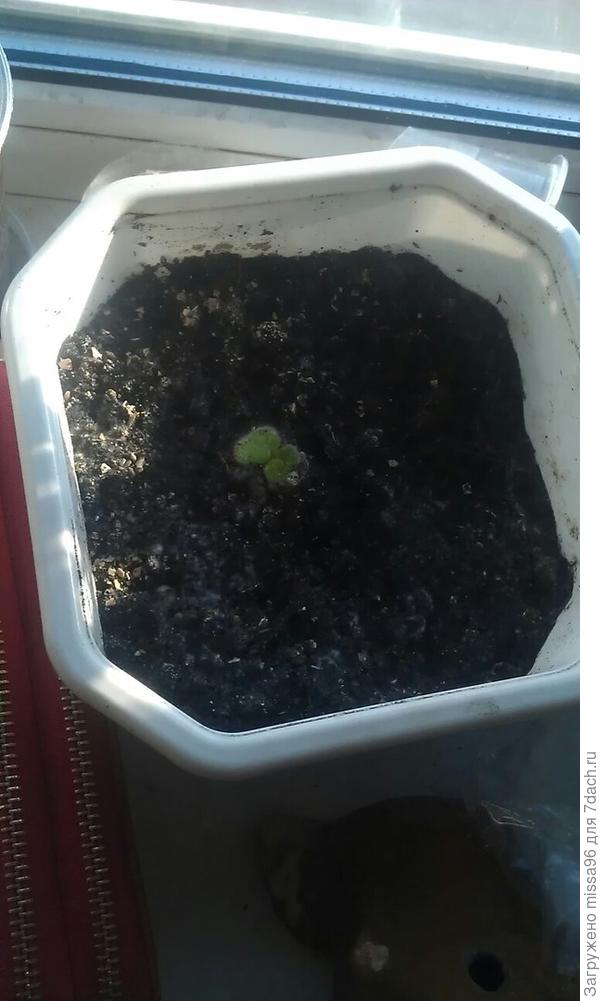 Самое бедненькое. Ну ни как. Ни тут и ни сюда. И не чахнет и не растёт.