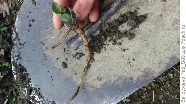 Вот такой корень...... Везде стелится...