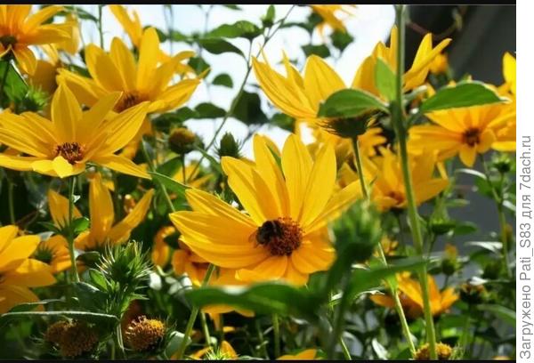 Вот на этот похож...