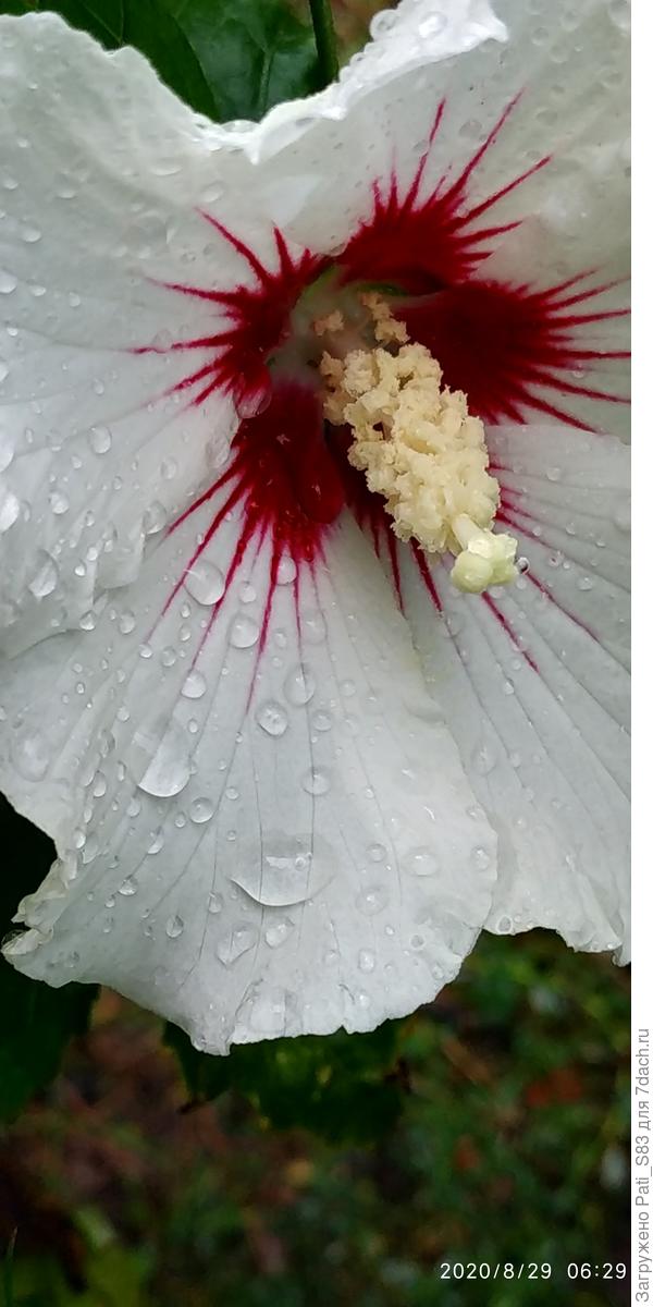 Доброго времени суток, Светлана . И сирийский и другие ,вот этот по моему сирийский он как дерево будет.. Есть и другие по-моему,но их стрич нужно и весной новые стебли появляются ...