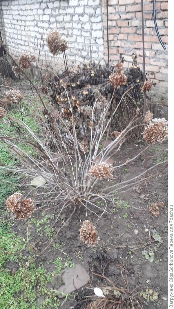 у меня такая гортензия.