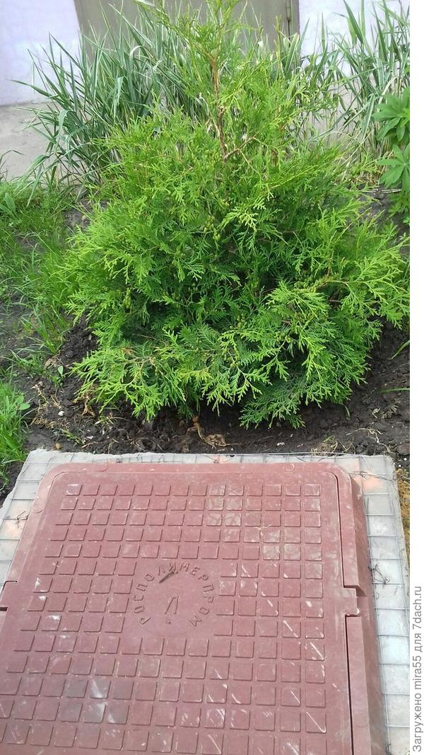 туя рядом с септиком