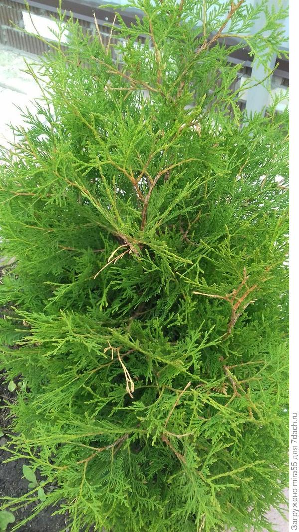 туя за  3 года