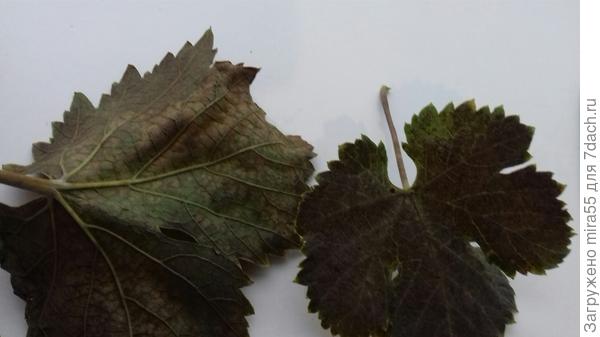 листья винограда