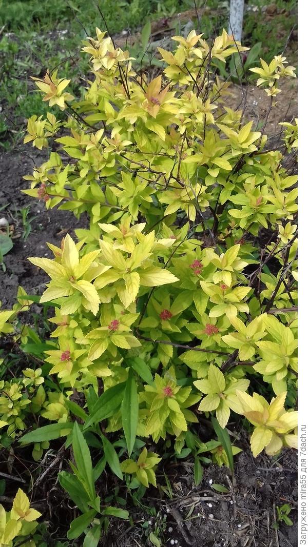 неизвестный кустарник