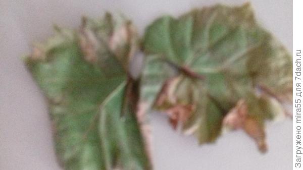 листья винограда