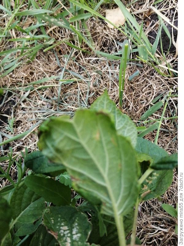 лист гортензии