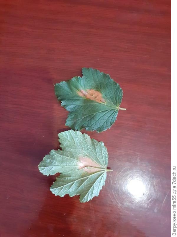 Нехватка микроэлементов у огурцов по листьям фото