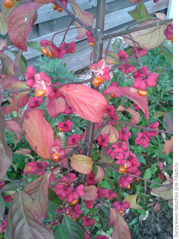 не особо сие растение радует, поэтому хотелось бы знать что ожидать от него далее