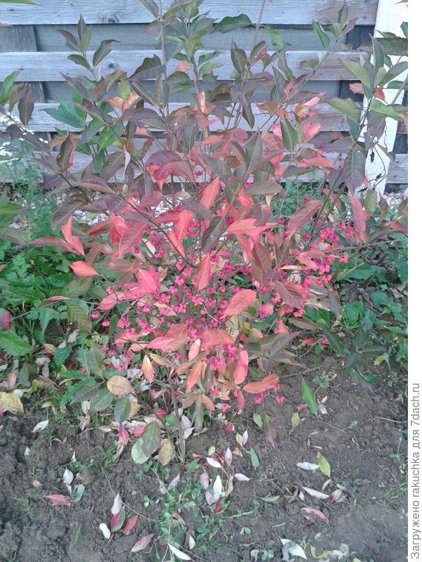 вот такой общий вид осенний