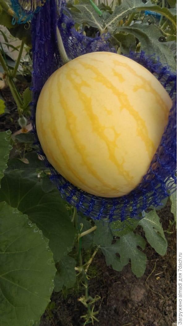 Конничива корнесобственный