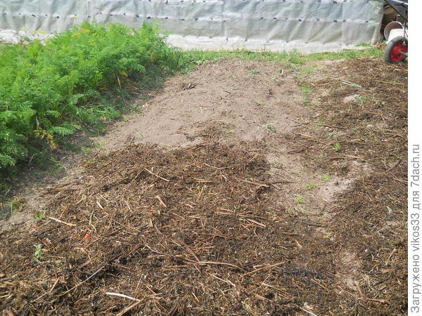 Фото гряд с измельчённым бурьяном.