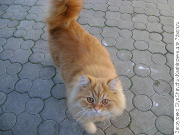 Я пришёл!  Зачем звали?