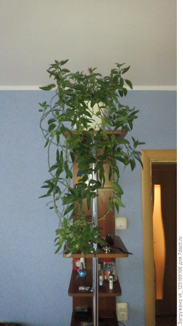 Подскажите, что это за цветок??