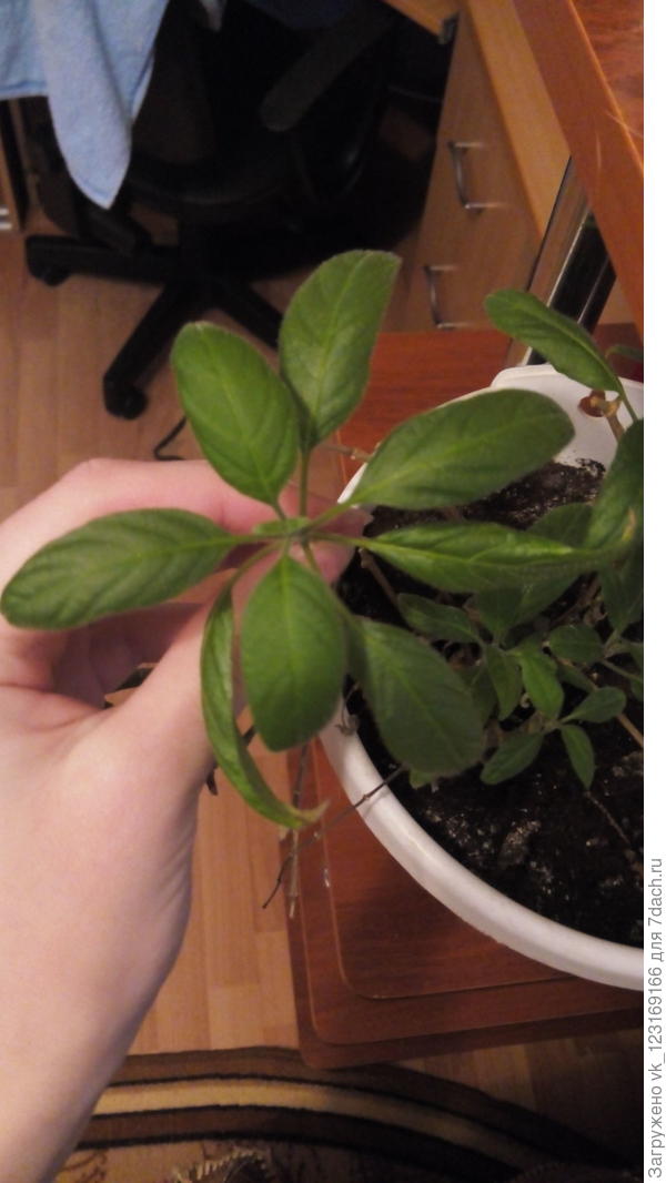 Вот листочки:)