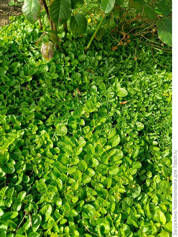 Розы и прочвопокровник